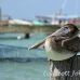 pelican_brown_im_h_0156_mex0386.jpg